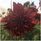 Products: Dahlia 'Soulman'