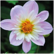 Products: Dahlia 'Teesbrooke Audrey'