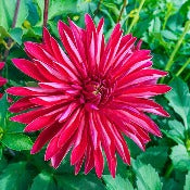 Products: Dahlia 'Selina'