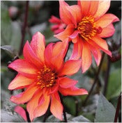 Products: Dahlia 'Waltzing Mathilda