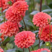 Dahlia 'Zundert Mystery Fox'