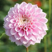 Dahlia 'Sweet Love'
