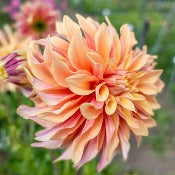 Products: Dahlia 'Tyrell'