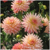 Products: Dwarf Dahlia 'Gallery Leonardo'