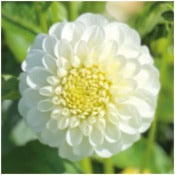 white: Dahlia 'Snowflake'