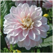 Dahlia 'Silver Years'