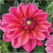 Products: Dahlia 'Salmon Runner'