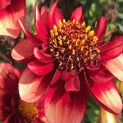 Products: Dahlia 'Sarah Raven'