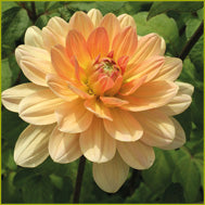 Products: Dahlia 'Yvonne'