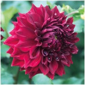 Dahlia Decorative Giant Flowered: Dahlia 'Mingus Alex'
