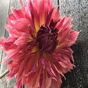 Dahlia Decorative Giant Flowered: Dahlia 'Penhill Dark Monarch'
