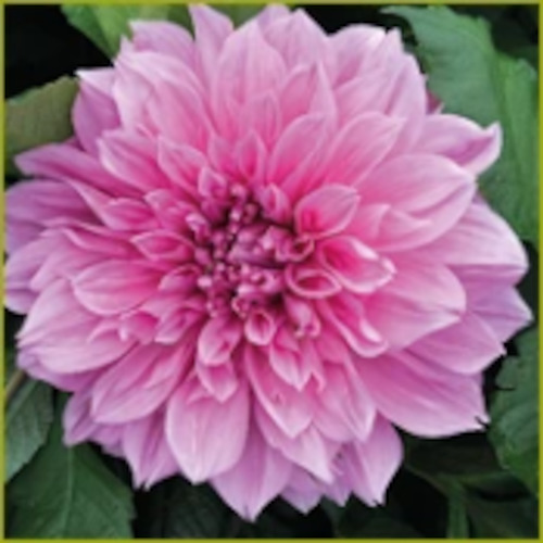 Dahlia 'Lavender Perfection'