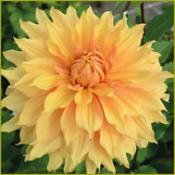 Dahlia 'Hamari Gold'