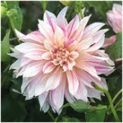 Dahlia Decorative Giant Flowered: Dahlia 'Cafe au lait Twist'