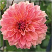 Dahlia 'Clyde's Choice'