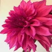 Dahlia Decorative Giant Flowered: Dahlia 'Café au Lait Rosé'