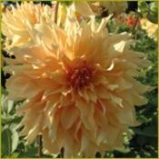 Dahlia Decorative Giant Flowered: Dahlia 'Big Brother'