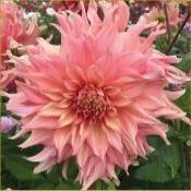 Dahlia 'Penhill Watermelon'