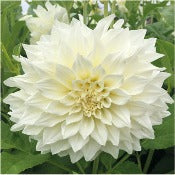 Dahlia Decorative Giant Flowered: Dahlia 'Cafe au lait Supreme'