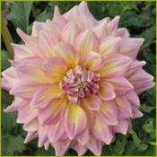 Dahlia 'Strawberry Ice'