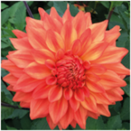 Dahlia Decorative Large Flowered: Dahlia 'Neon Splendor'