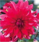 Dahlia 'Red Labyrinth'