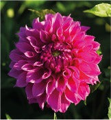Dahlia Decorative Large Flowered: Dahlia 'Elma Elizabeth'