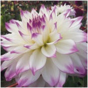 Dahlia 'Ferncliff Illusion'