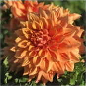 Dahlia Decorative Large Flowered: Dahlia 'Ben Huston'