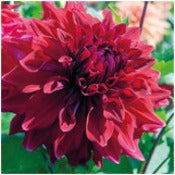 Dahlia Decorative Large Flowered: Dahlia 'Babylon Purple'