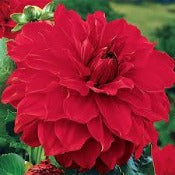 Dahlia Decorative Large Flowered: Dahlia 'Babylon Red'
