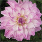 Dahlia 'Mikayla Miranda'