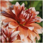 Dahlia 'Frost Nip'