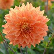 Dahlia Decorative Medium Flowered: Dahlia 'Renate Tozio'