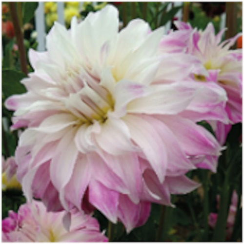 Dahlia 'Pink Petticoat'