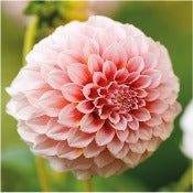 Dahlia Decorative Medium Flowered: Dahlia 'Peaches'