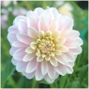Dahlia Decorative Medium Flowered: Dahlia 'Innocence'