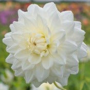 Dahlia 'Lady Nathalie'