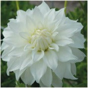 Dahlia 'Lady Liberty'