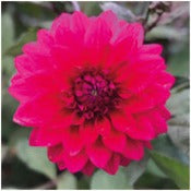 Dahlia Decorative Medium Flowered: Dahlia 'Engelhardts Matador'