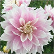 Dahlia Decorative Medium Flowered: Dahlia 'Evanah'