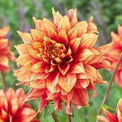 Dahlia Decorative Medium Flowered: Dahlia 'Dazzling Magic'