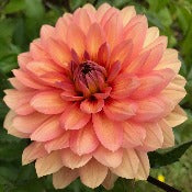 Dahlia 'Dr. P.H. Riedell'