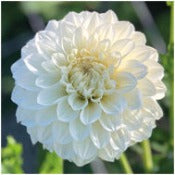 Dahlia Decorative Medium Flowered: Dahlia 'Centre Court'