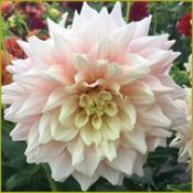 Dahlia Decorative Medium Flowered: Dahlia 'Break Out'
