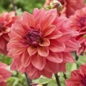 Dahlia Decorative Medium Flowered: Dahlia 'American Dawn'
