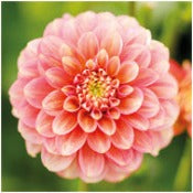 Dahlia Decorative Small Flowered: Dahlia 'Milena Fleur'