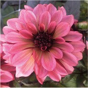 Dahlia Decorative Small Flowered: Dahlia 'Night Silence'