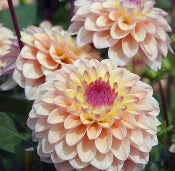 Dahlia Decorative Small Flowered: Dahlia 'Princess Elisabeth'