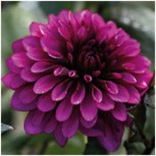 Dahlia Decorative Small Flowered: Dahlia 'Purple Flame'